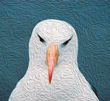 Albatross